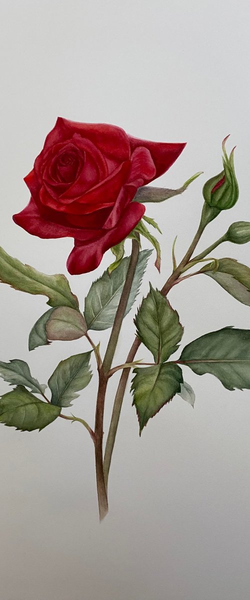 Red Rose Victory by Anna Lyashenko