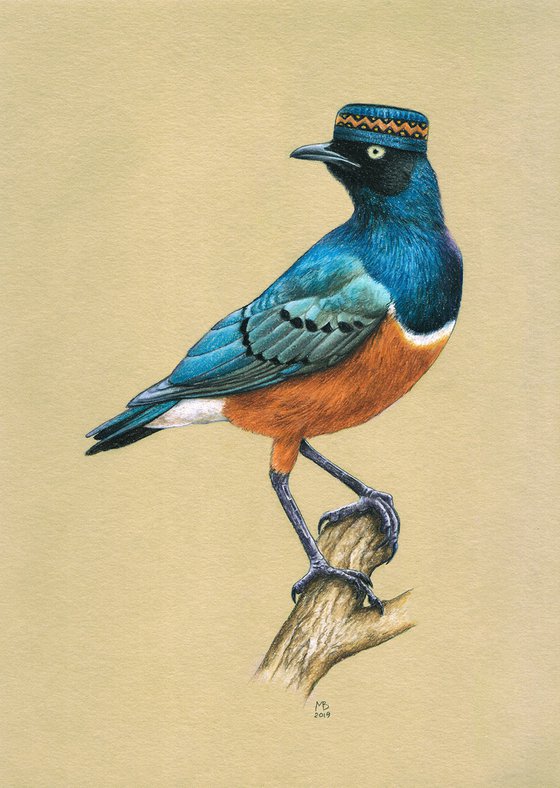 Original pastel drawing bird " Superb starling"