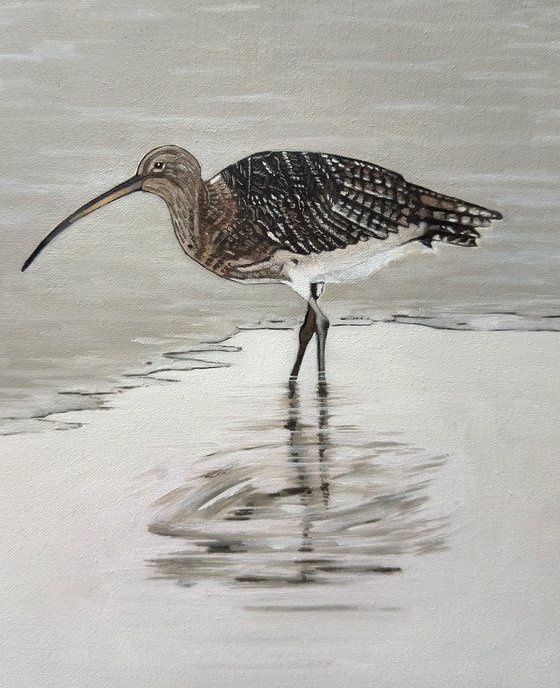 Curlew