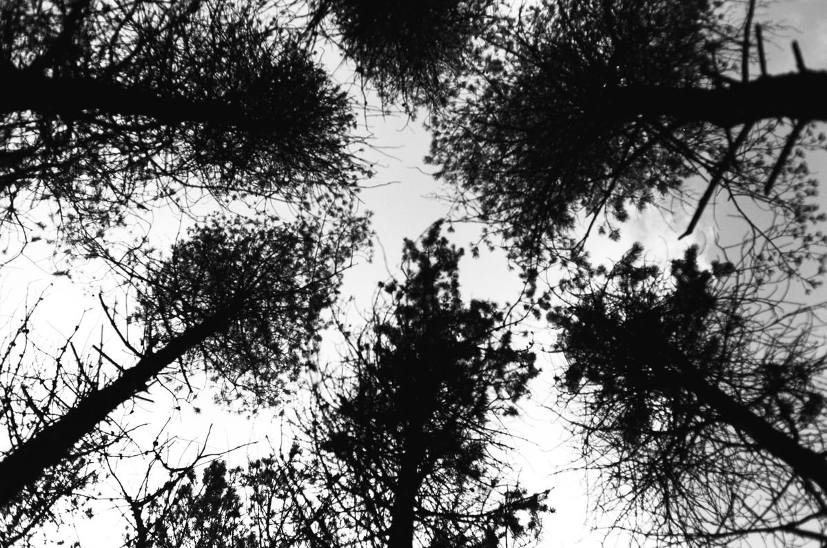 Photorealistic Landscape Photograph By Justice Hyde, 28 X 20", Northern Woods 7 - Unmounted, Original Artwork