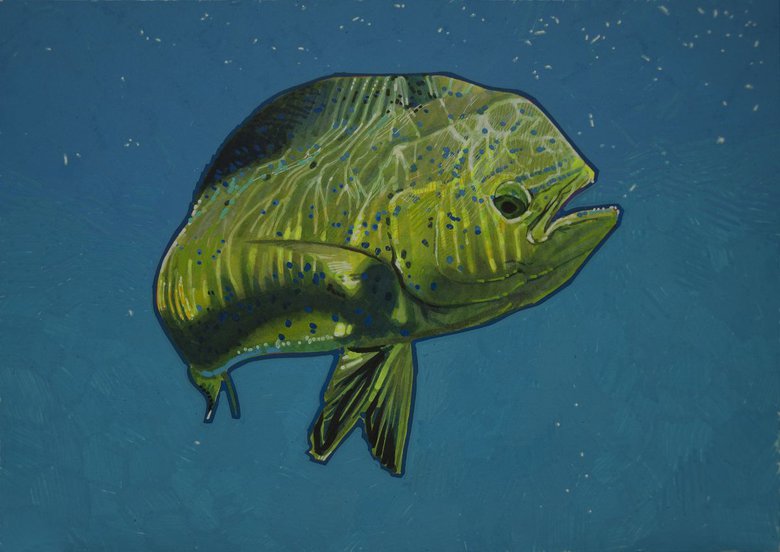 Mahimahi 01 SOLD Drawing by Carlos J. Marquez Artfinder