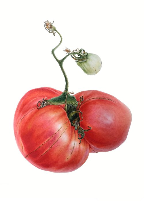 Garden tomato 27x38cm (2020) original botanical art by Alisa Diakova