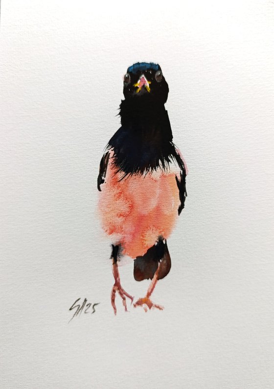 Rosy Starling VI