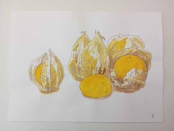 Physalis