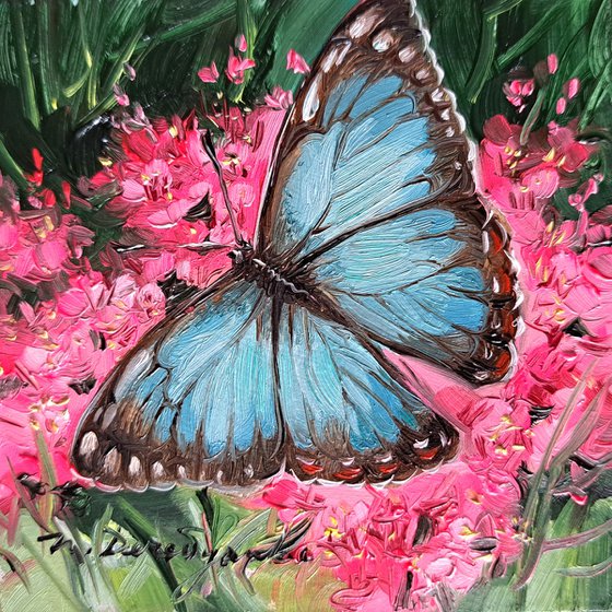 Blue Morpho butterfly