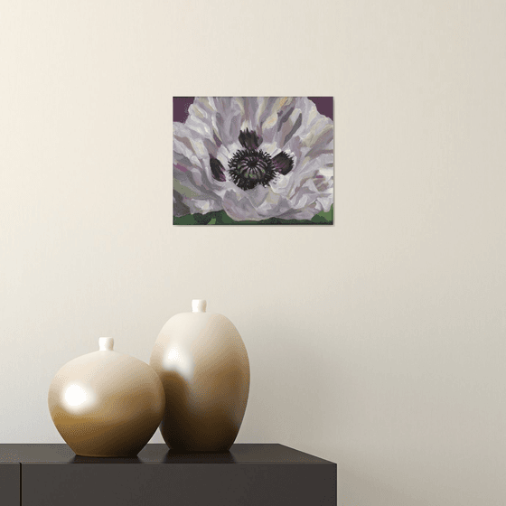 white poppy