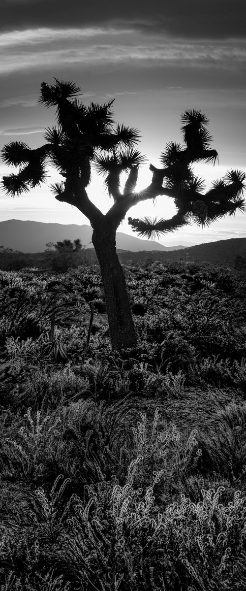 Joshua Tree by Nick Psomiadis