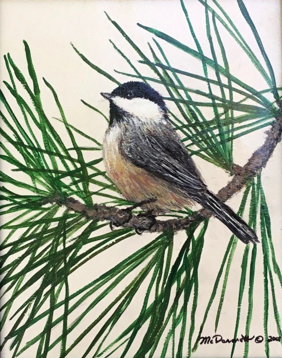 WHITE PINE CHICKADEE 10X8 Acrylic (SOLD)