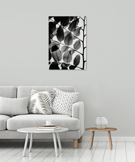 Branches and Leaves II | Limited Edition Fine Art Print 1 of 10 | 50 x 75 cm