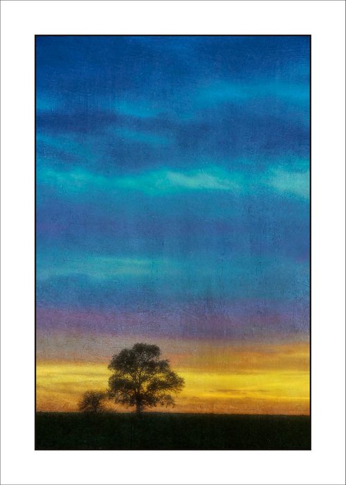 Little tree, Big Sky by Martin  Fry