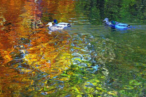 Mallard Duck Reflections by oconnart