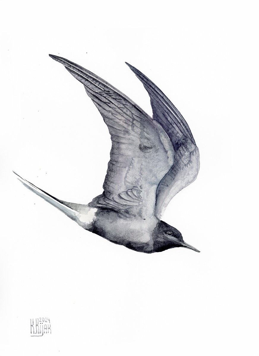 Black tern by Karolina Kijak