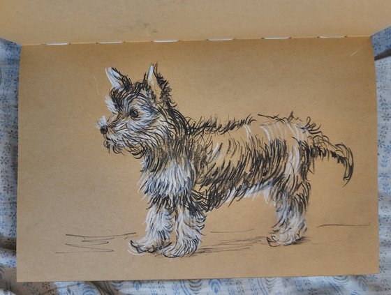 Yorkshire Terrier sketch