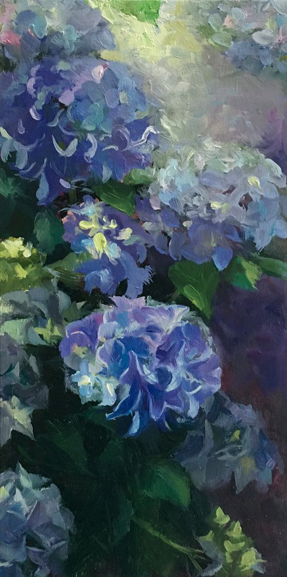 Morning Hydrangeas