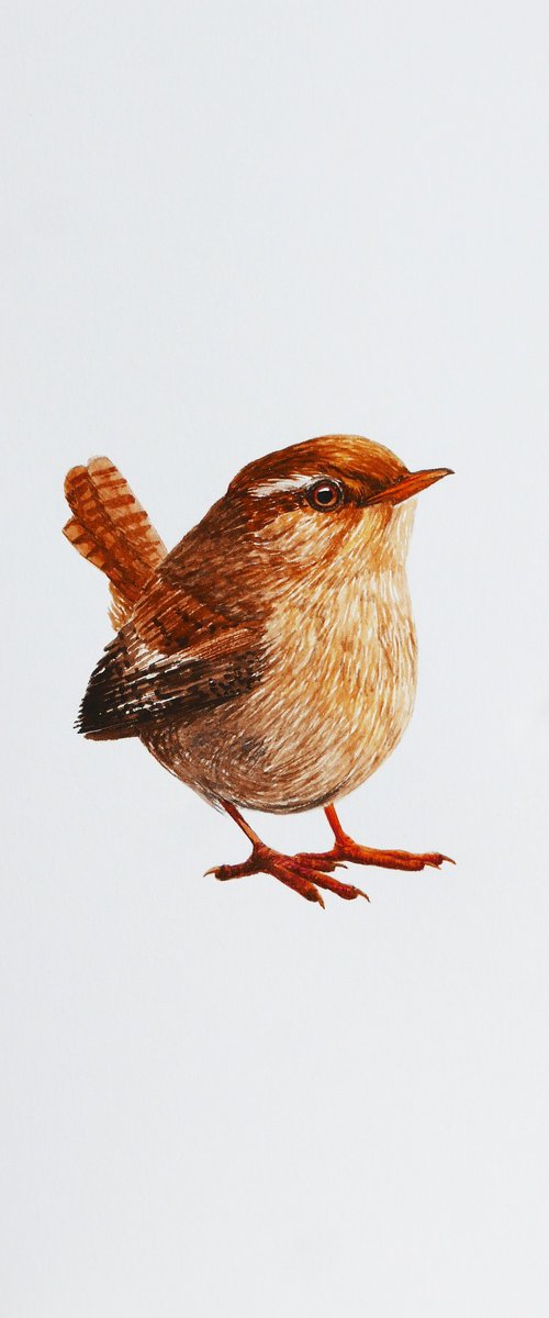 Small eurasian wren by Karina Danylchuk