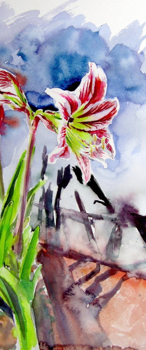 Amaryllis by Kovács Anna Brigitta