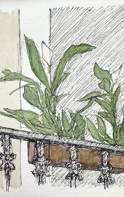 Balcony Plants in Mahon by Michael Richards