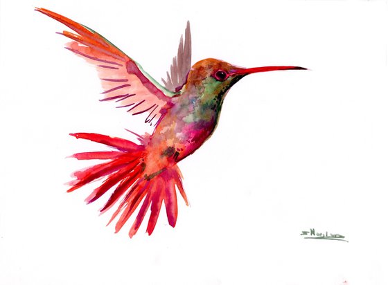 Corloful Hummingbird