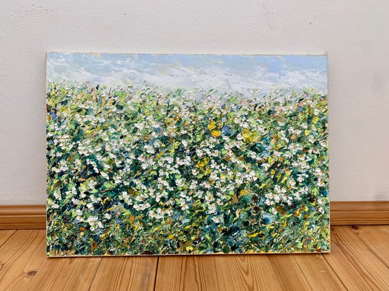 Field of daisies