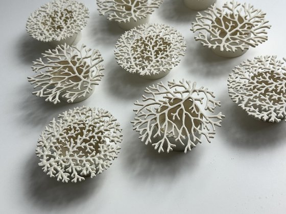 Corallium