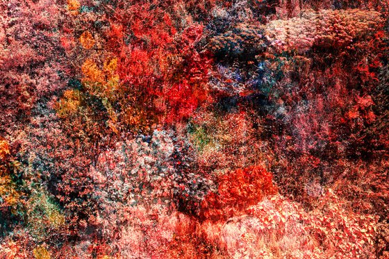 Wall of Nature LX (Framed)