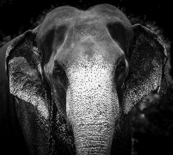 Indian Elephant - Sri Lanka