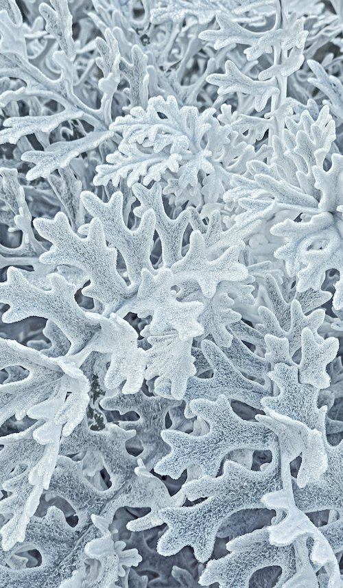 Frost on a flower by Lidiya Dmitrieva