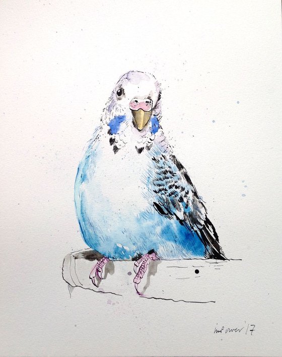 Blue and White Budgerigar