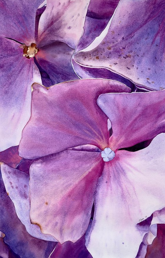 Miss Hydrangea