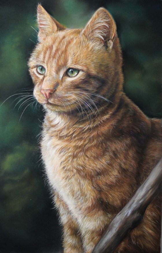 Red cat pastel drawing
