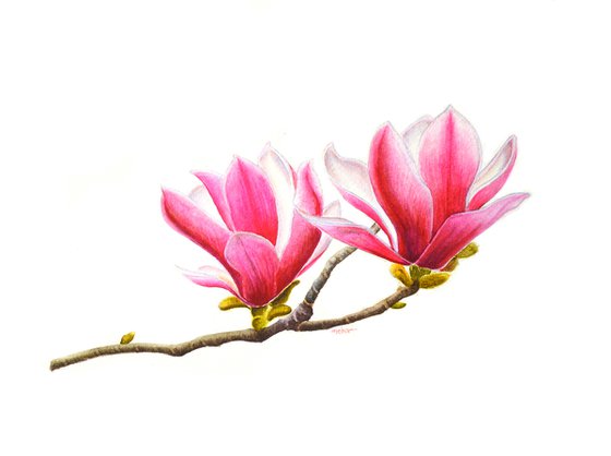 Pink Magnolia