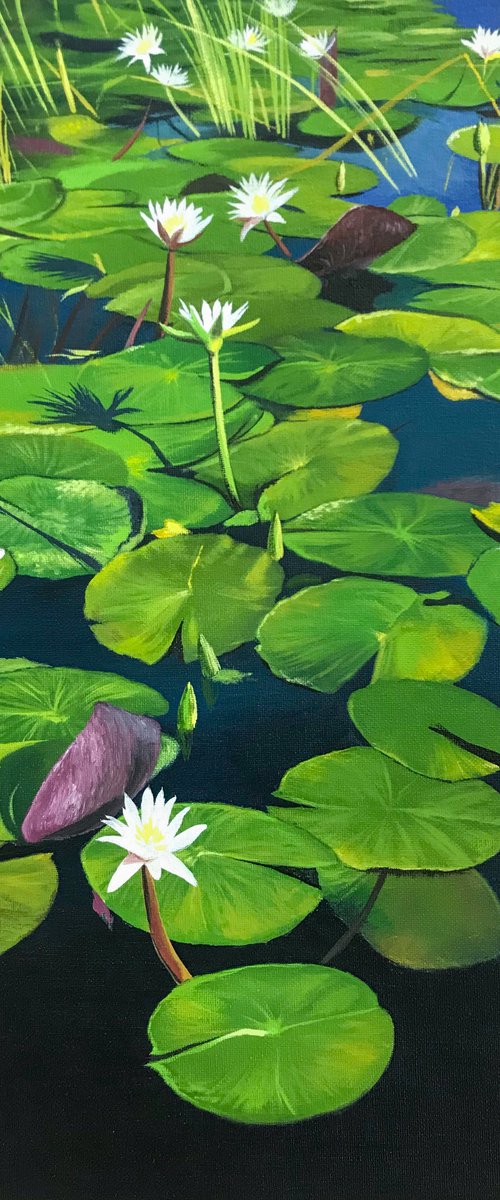 Water lilies by Kakajan Charyyev