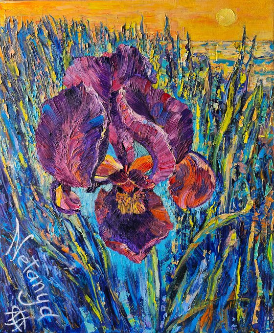 Purple Iris at Sunset