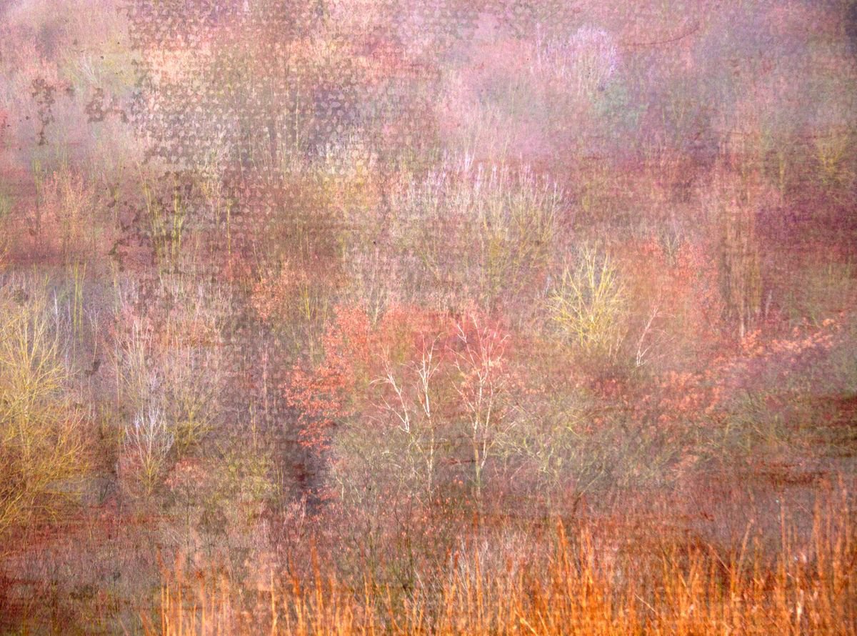 Woods pink by Louise O’Gorman