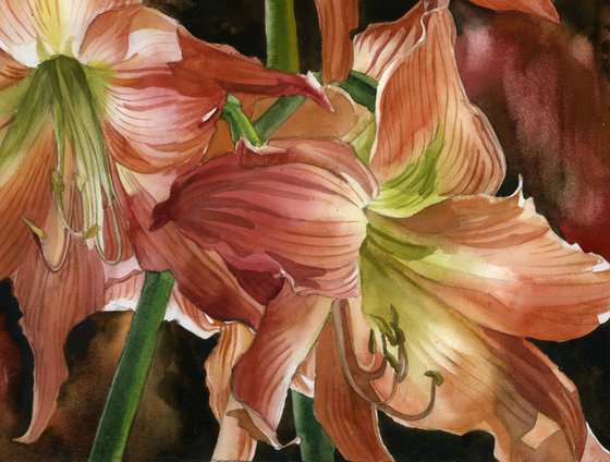 spring amaryllis