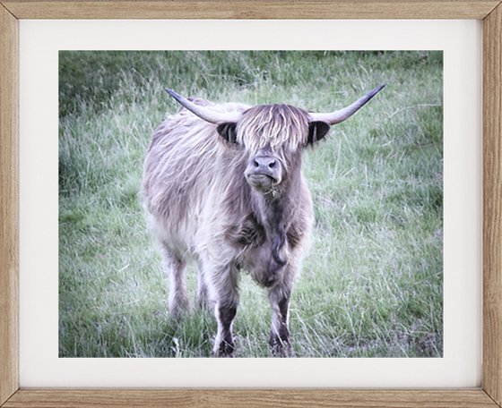 Highland Cow