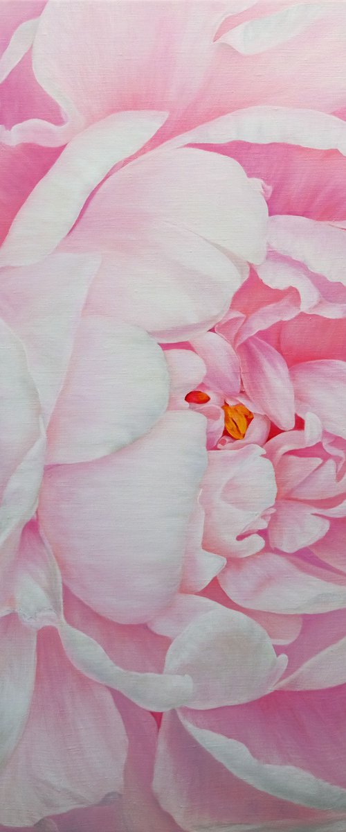 Peony. The Tender Peony. by Anastasia Woron