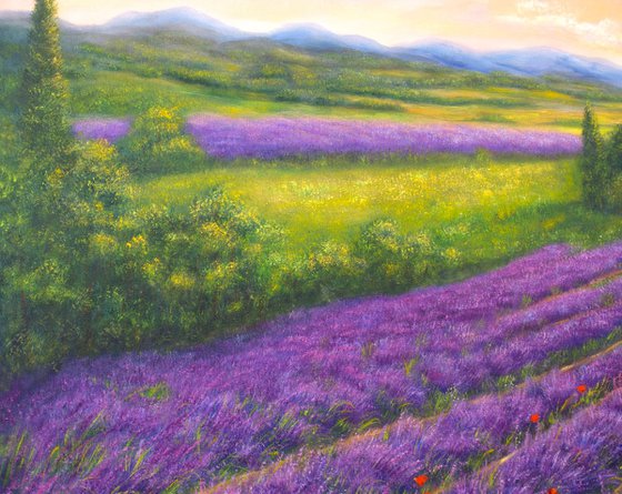 Purple lavender field