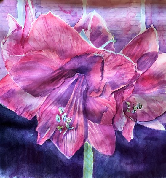 Amaryllis