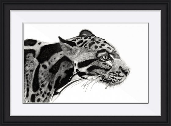 Clouded Leopard