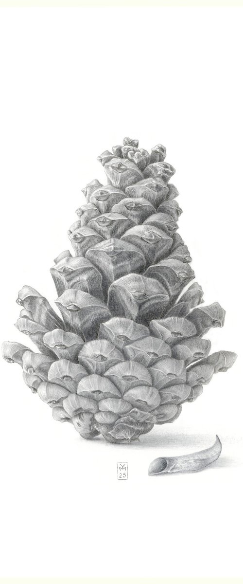 Pine Cone Silverpoint by Yuliia Moiseieva