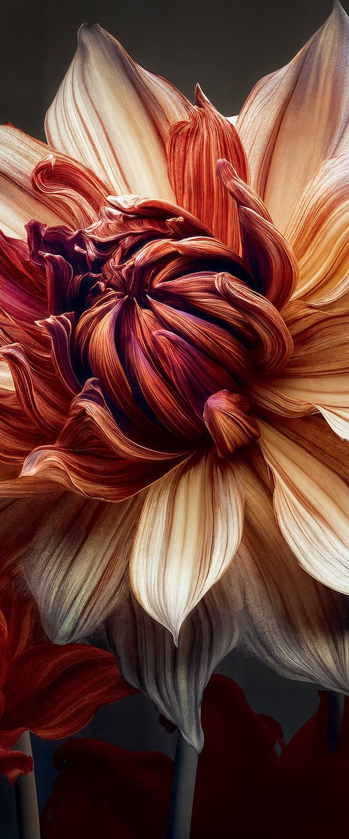 RAINBOW DAHLIA 33 by MICHAEL FILONOW