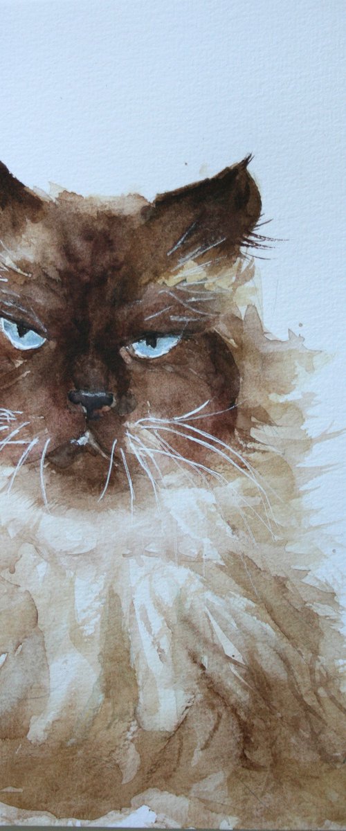 Grumpy cat by Salana Art