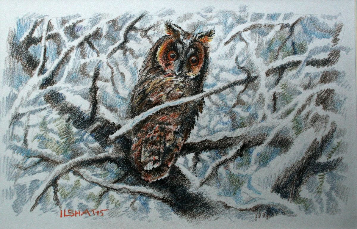Owl. by Ilshat Nayilovich