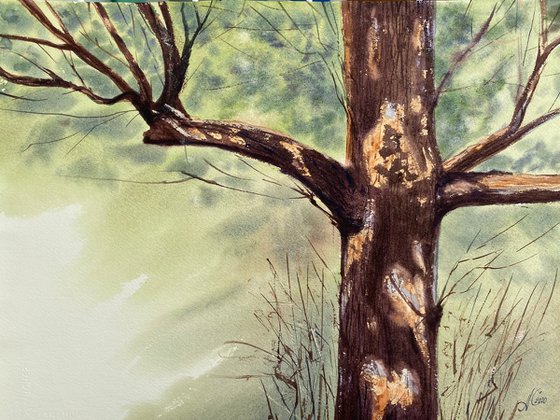 Tree Portrait