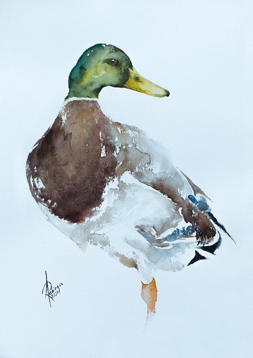 Mallard Duck by Andrzej Rabiega