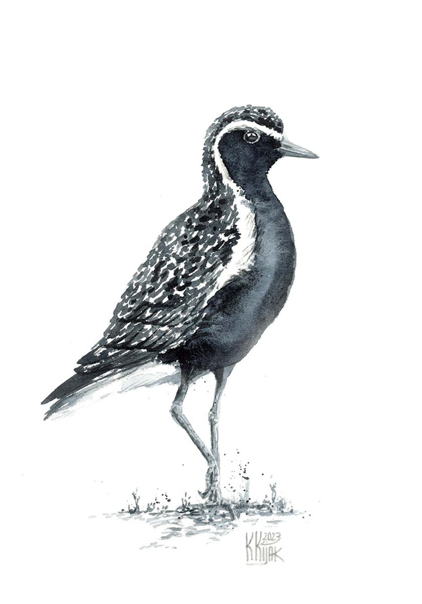 Grey plover by Karolina Kijak