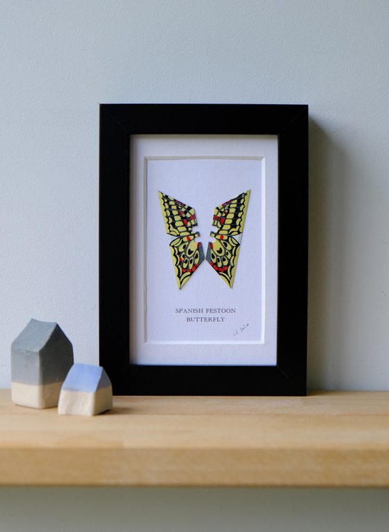 Spanish Festoon Butterfly