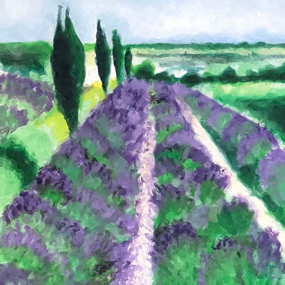 Lavender fields