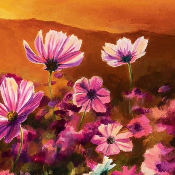 Pink cosmos field at sunset